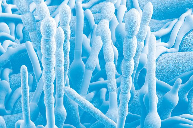 Der gezielte Einsatz von Bildmotiven unterstützt die Kommunikation komplexer Forschungsthemen. Duplexfotografie mit wissenschaftlichem Motiv als Teil des visuellen Leitsystems von Bayer Crop Science.